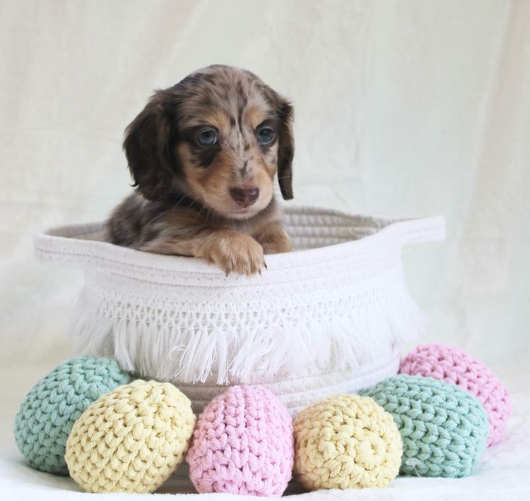 A Dash of Hounds - Miniature Dachshunds