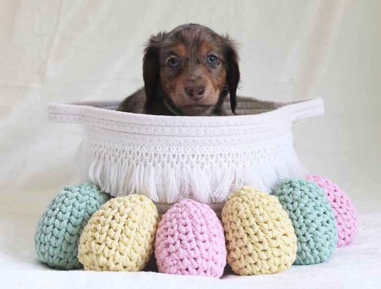 A Dash of Hounds - Miniature Dachshunds