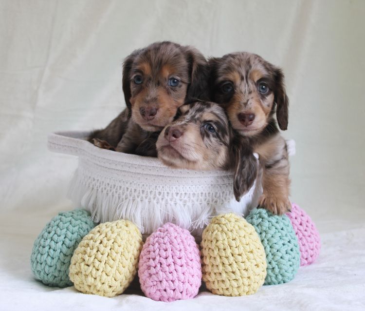A Dash of Hounds - Miniature Dachshunds