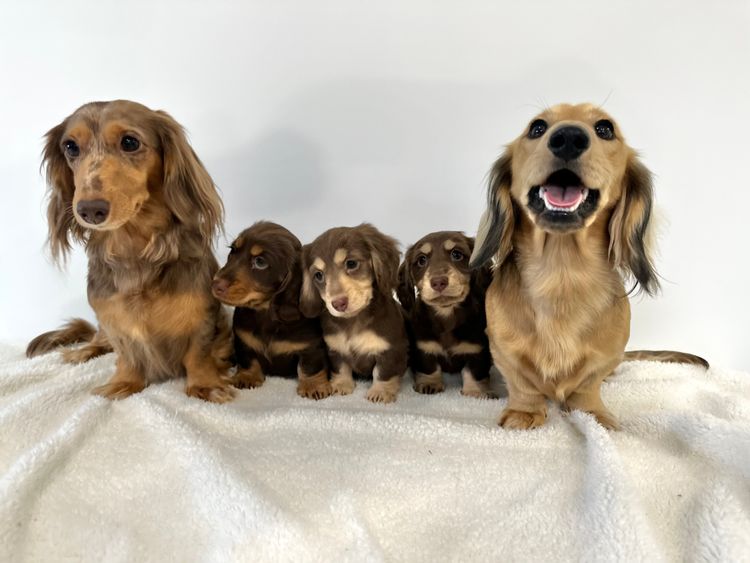 A Dash of Hounds - Miniature Dachshunds