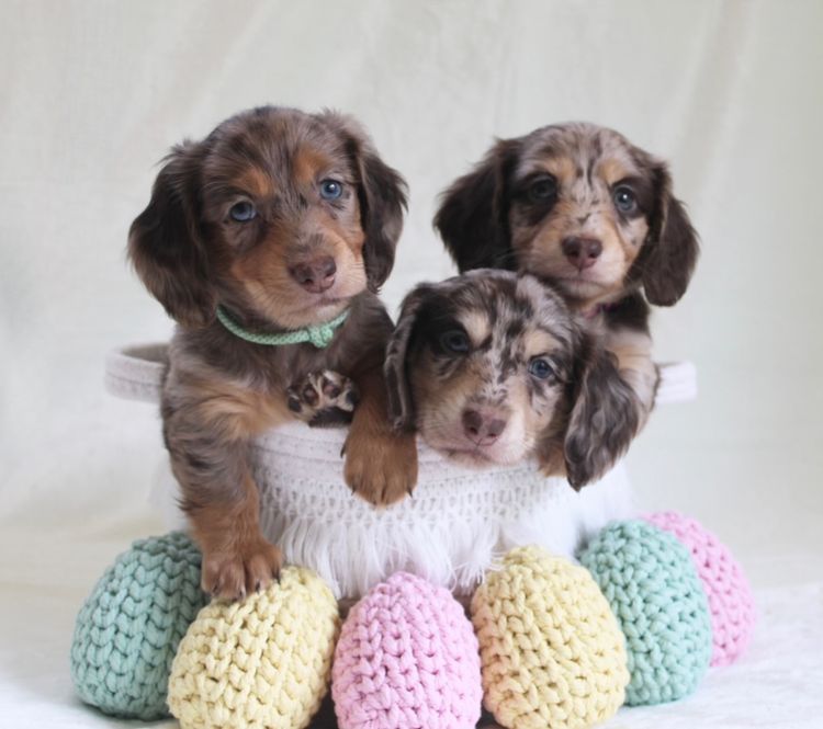 A Dash of Hounds - Miniature Dachshunds