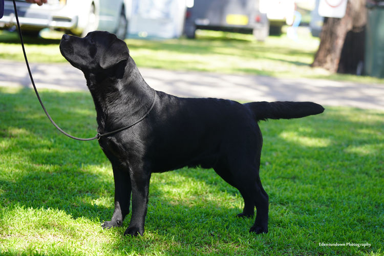 Spiritrock Labradors