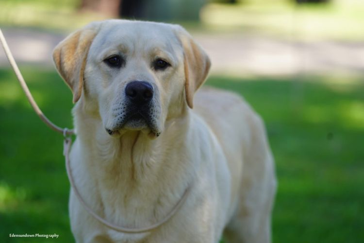 Spiritrock Labradors
