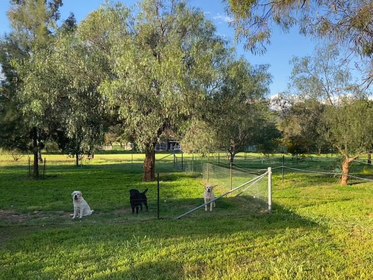 Spiritrock Labradors