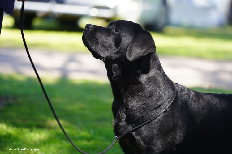 Spiritrock Labradors