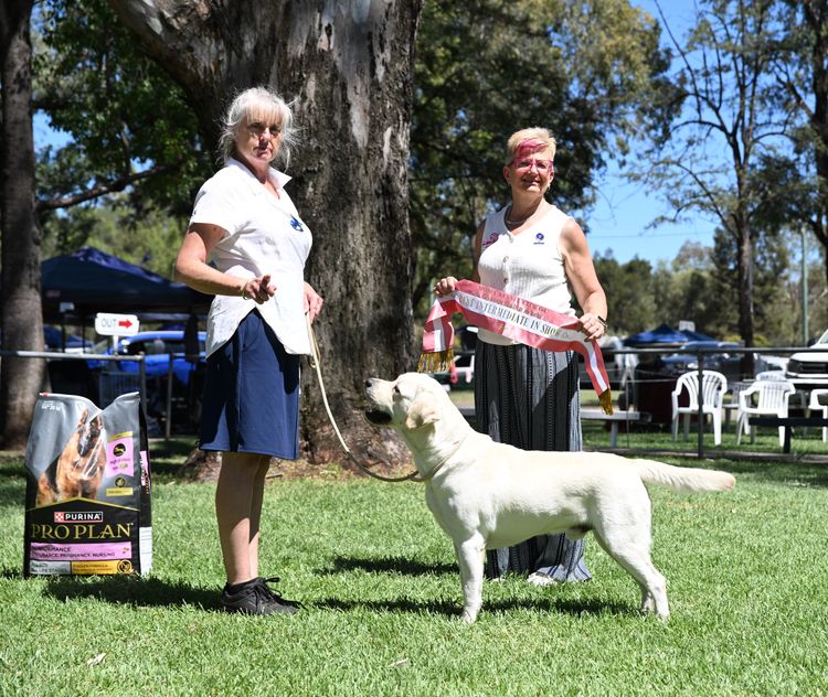 Spiritrock Labradors