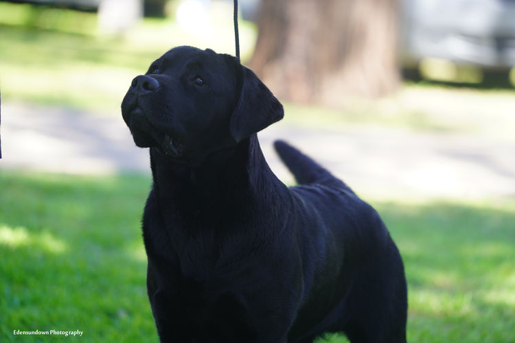 Spiritrock Labradors