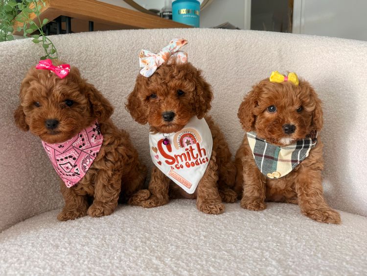 Smith & Co Oodles Cavoodles