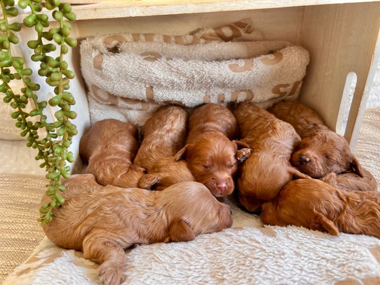 Smith & Co Oodles Cavoodles