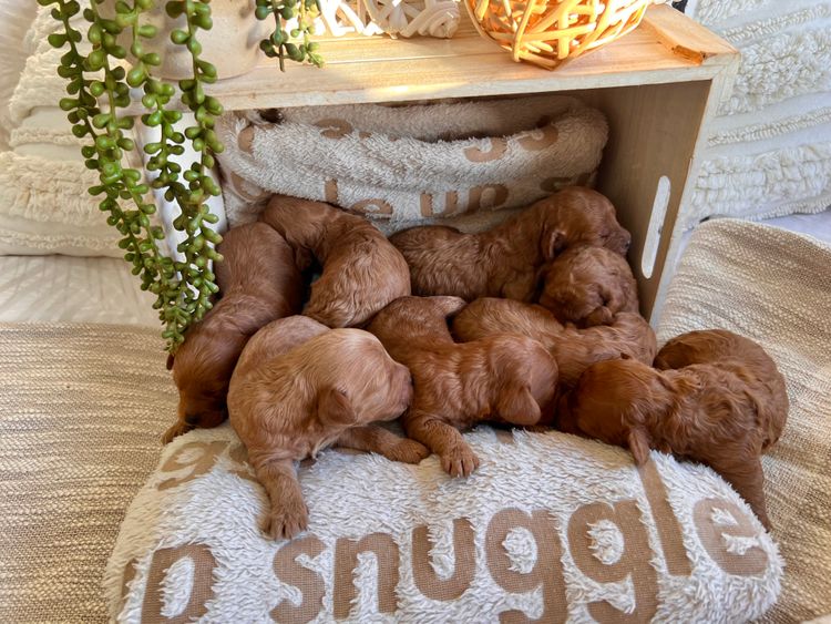 Smith & Co Oodles Cavoodles