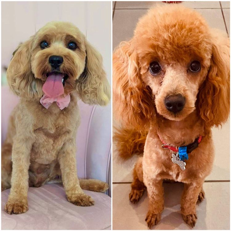 Smith & Co Oodles Cavoodles