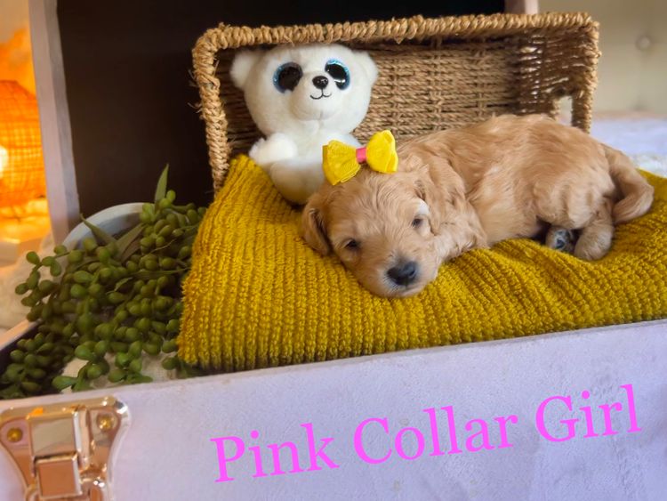 Smith & Co Oodles Cavoodles