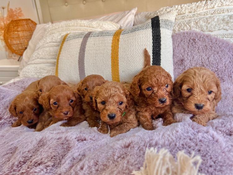 Smith & Co Oodles Cavoodles