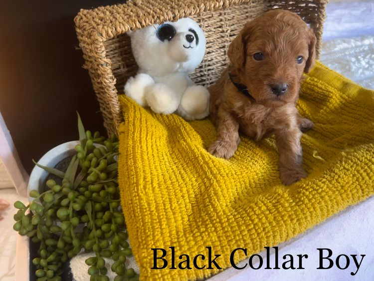Smith & Co Oodles Cavoodles