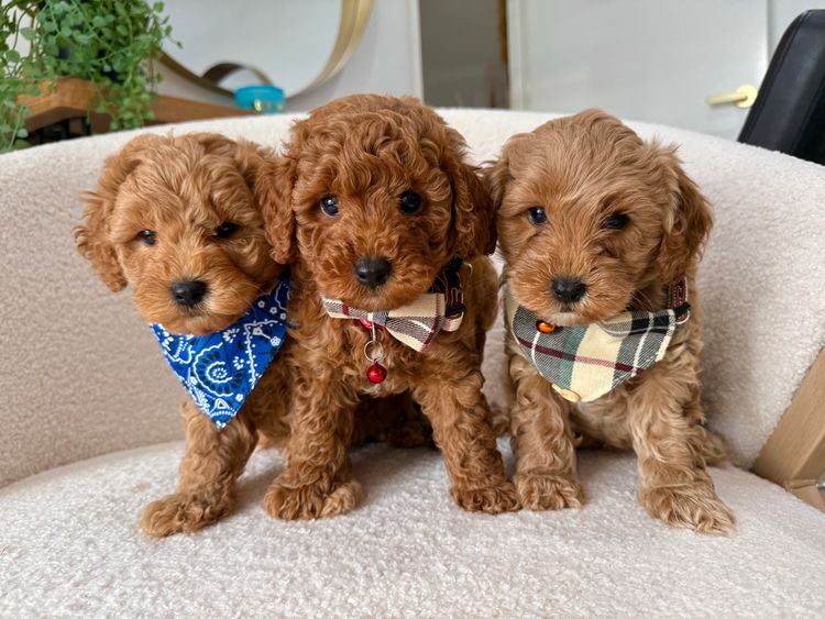 Smith & Co Oodles Cavoodles