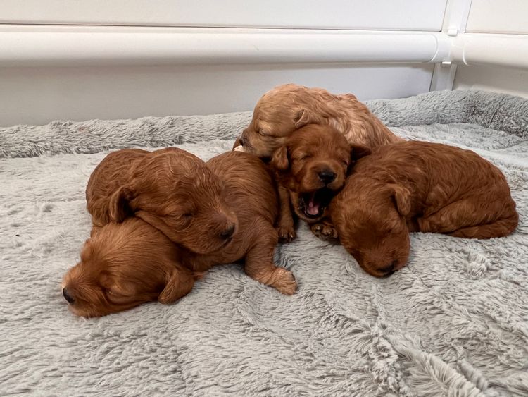 Smith & Co Oodles Cavoodles
