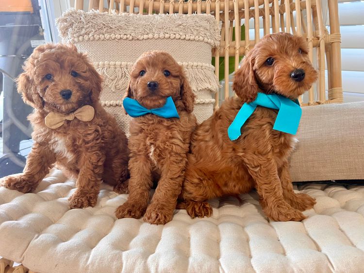 Smith & Co Oodles Cavoodles