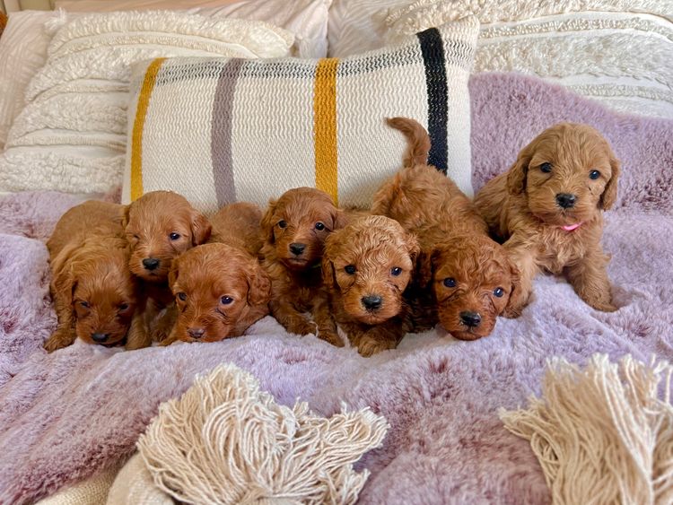 Smith & Co Oodles Cavoodles