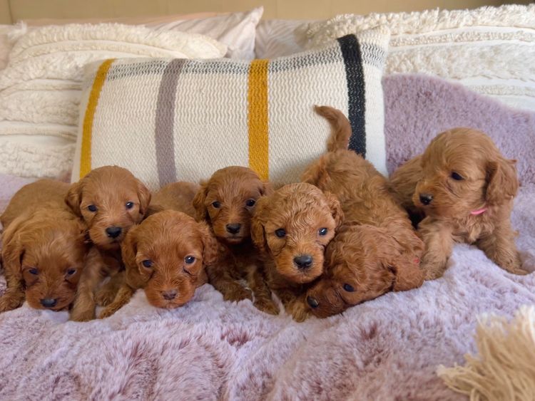 Smith & Co Oodles Cavoodles