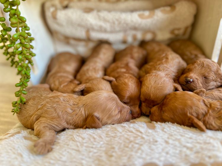 Smith & Co Oodles Cavoodles