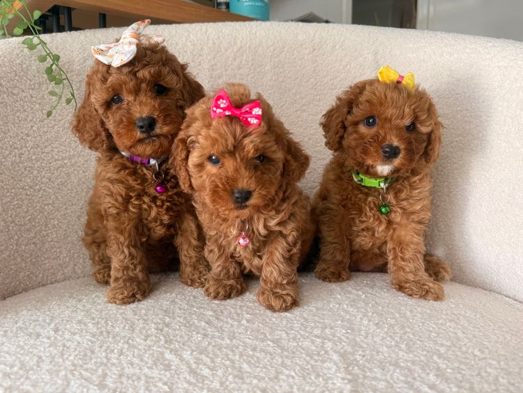 Smith & Co Oodles Cavoodles