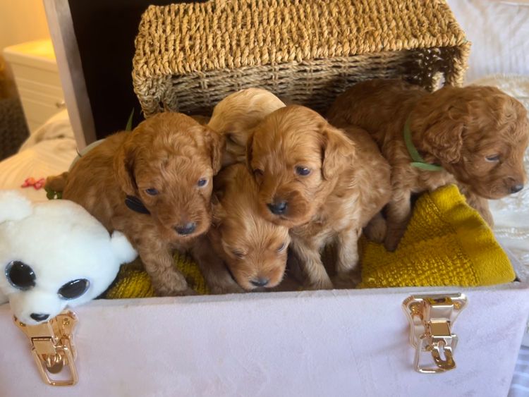 Smith & Co Oodles Cavoodles