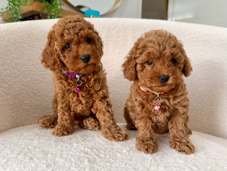 Smith & Co Oodles Cavoodles