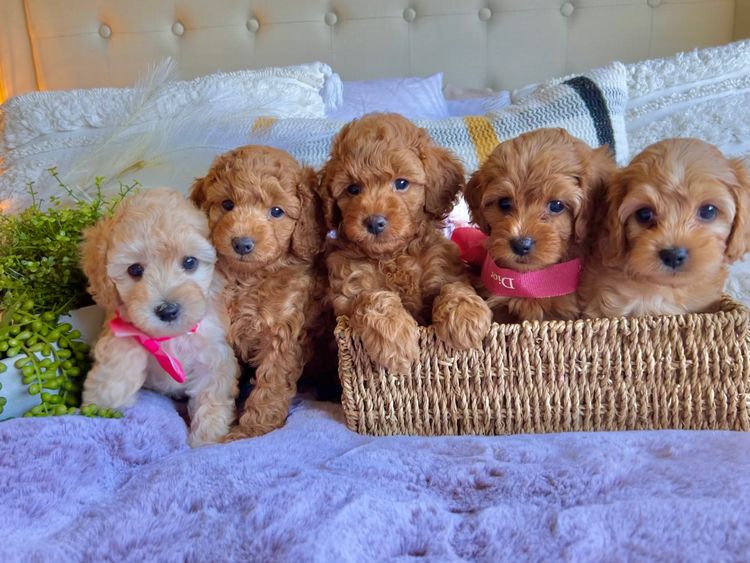 Smith & Co Oodles Cavoodles