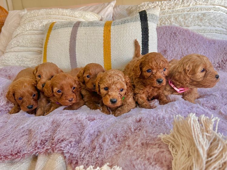 Smith & Co Oodles Cavoodles