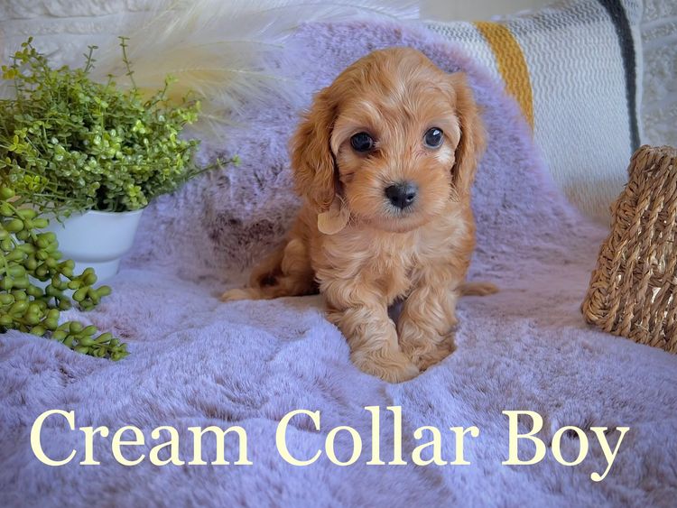 Smith & Co Oodles Cavoodles