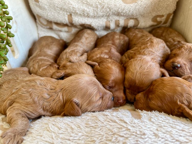 Smith & Co Oodles Cavoodles