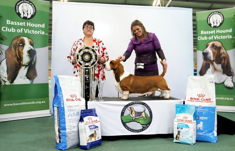 Kamahi Basset Hounds
