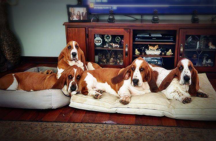 Kamahi Basset Hounds