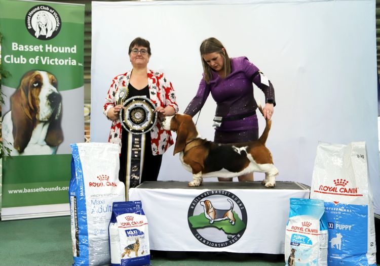 Kamahi Basset Hounds