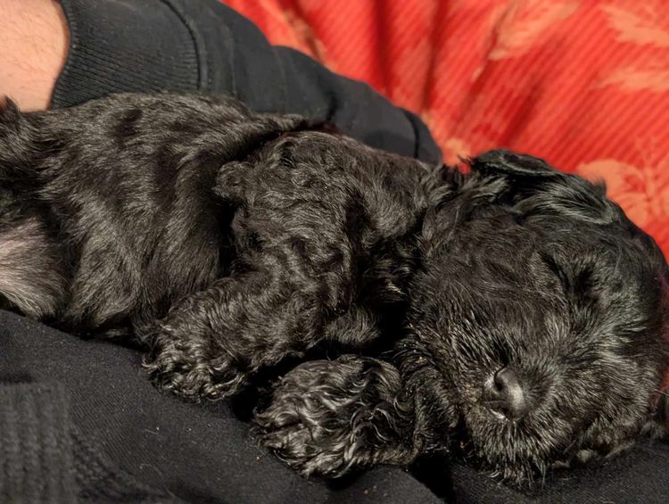 Danuclaire Kerry Blue Terriers
