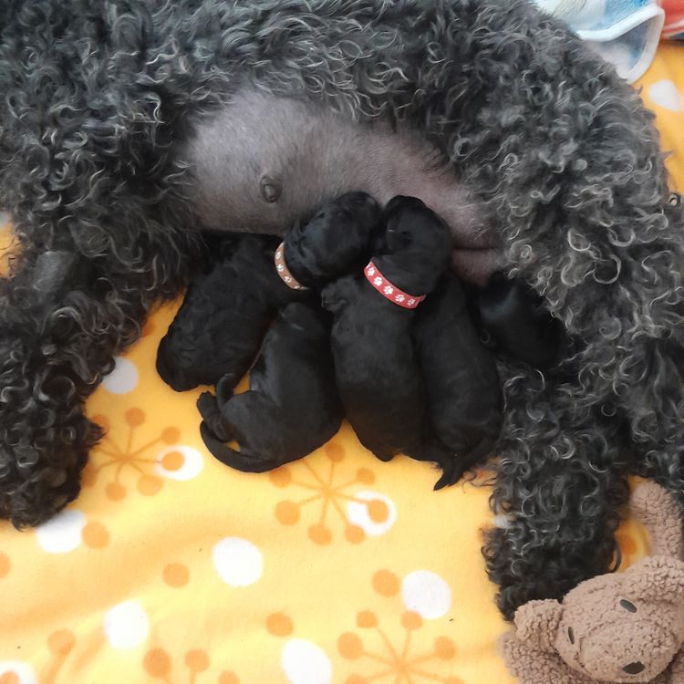 Danuclaire Kerry Blue Terriers