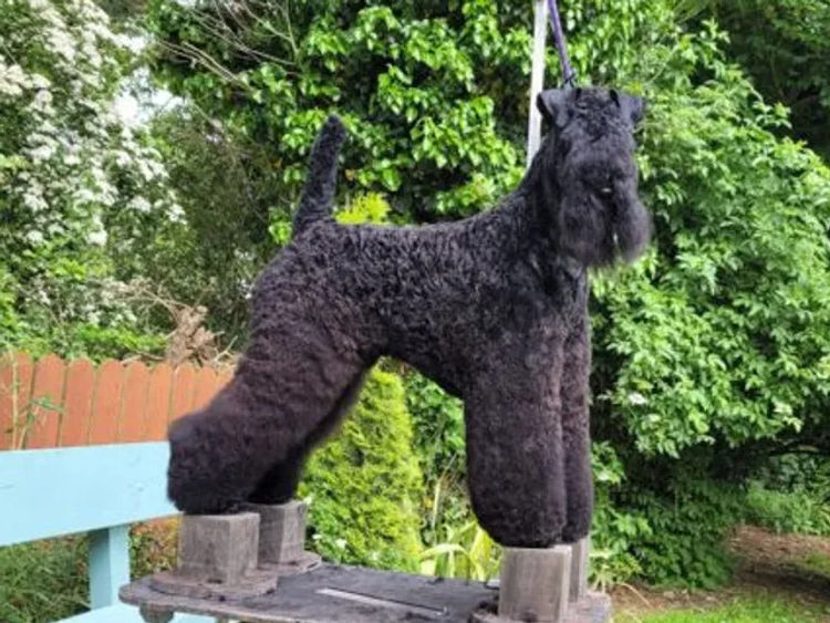 Danuclaire Kerry Blue Terriers