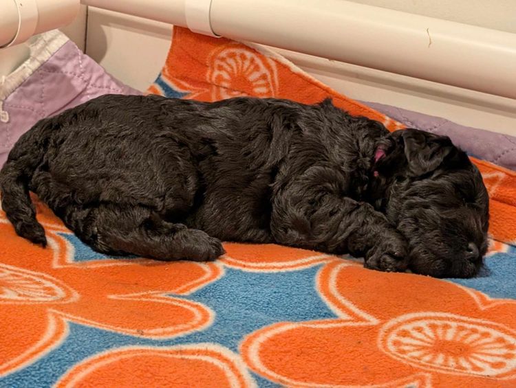Danuclaire Kerry Blue Terriers