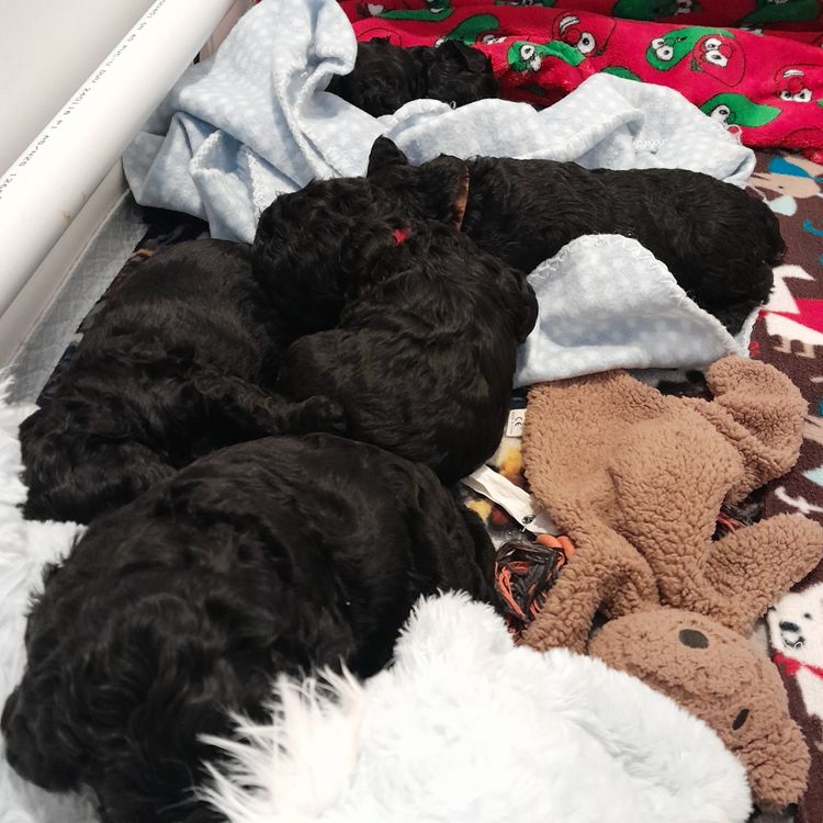 Danuclaire Kerry Blue Terriers