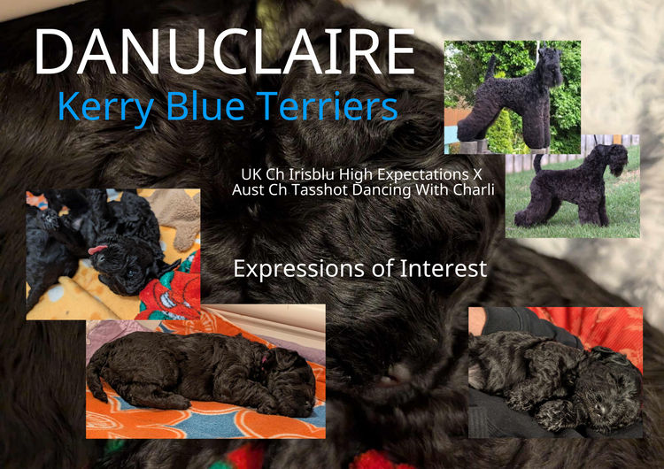 Danuclaire Kerry Blue Terriers
