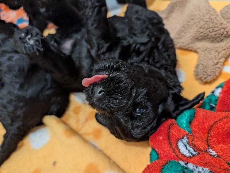 Danuclaire Kerry Blue Terriers