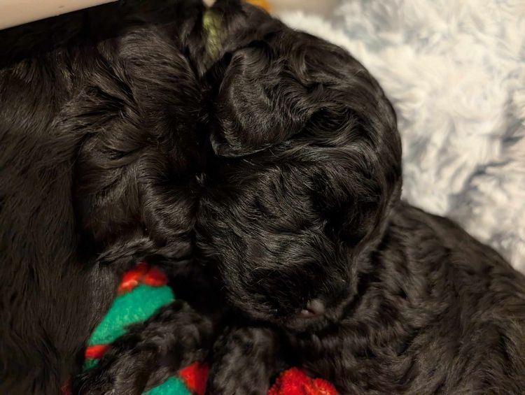 Danuclaire Kerry Blue Terriers
