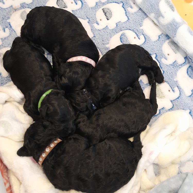 Danuclaire Kerry Blue Terriers