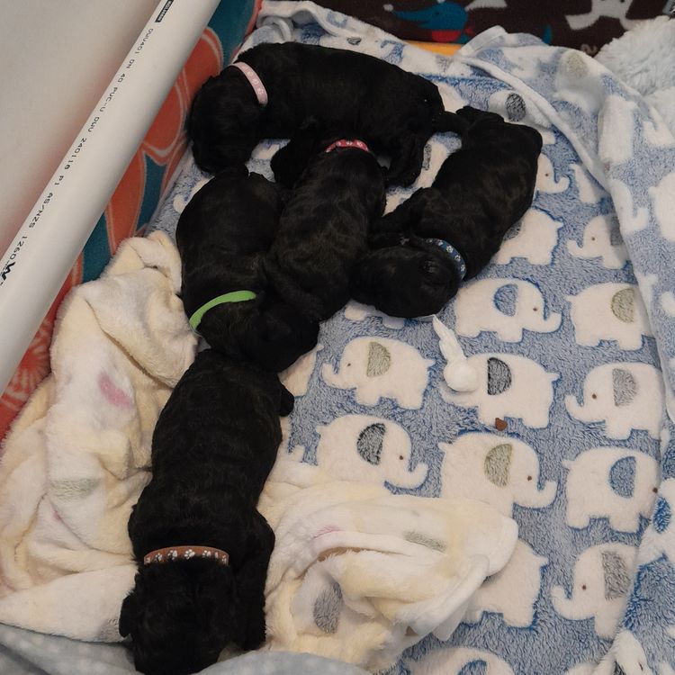 Danuclaire Kerry Blue Terriers