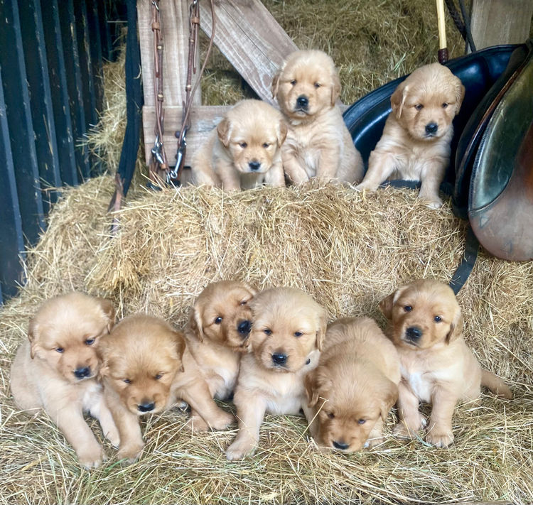 Willow Park Breeders Purebred Golden Retrievers