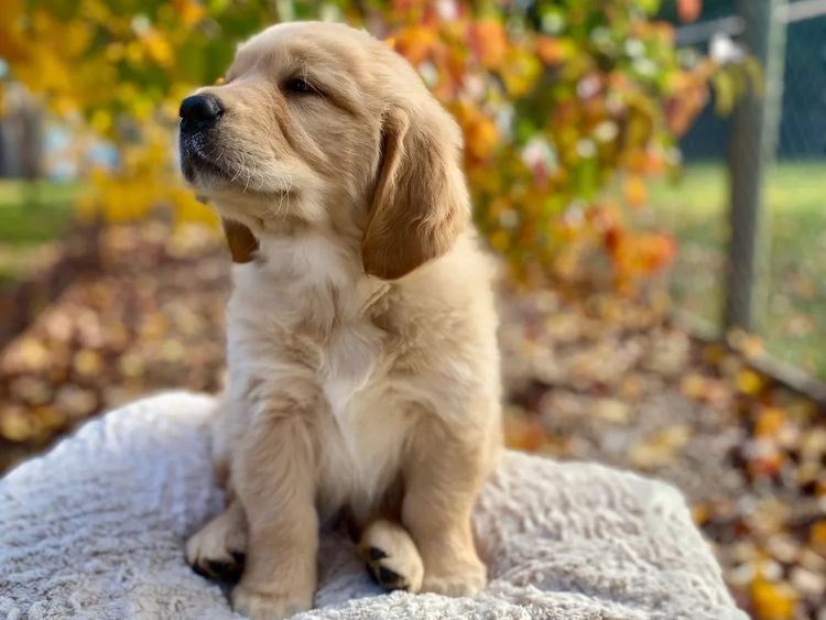 Willow Park Breeders Purebred Golden Retrievers