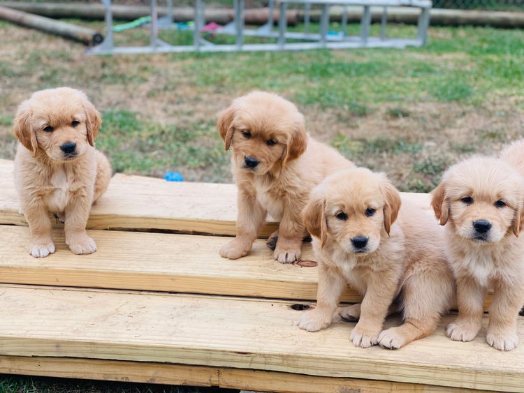 Willow Park Breeders Purebred Golden Retrievers