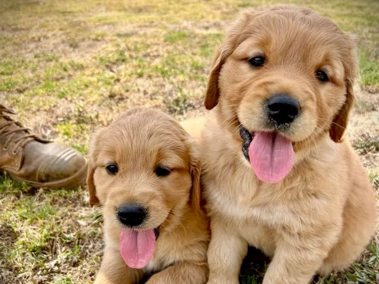 Willow Park Breeders Purebred Golden Retrievers