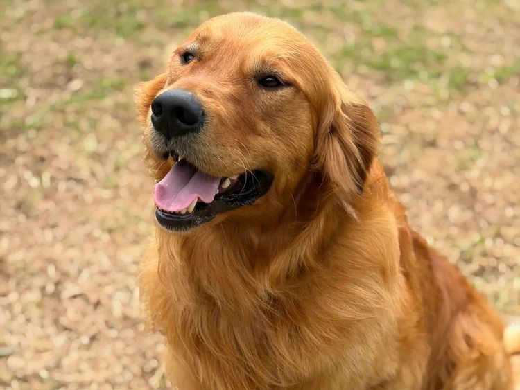 Willow Park Breeders Purebred Golden Retrievers