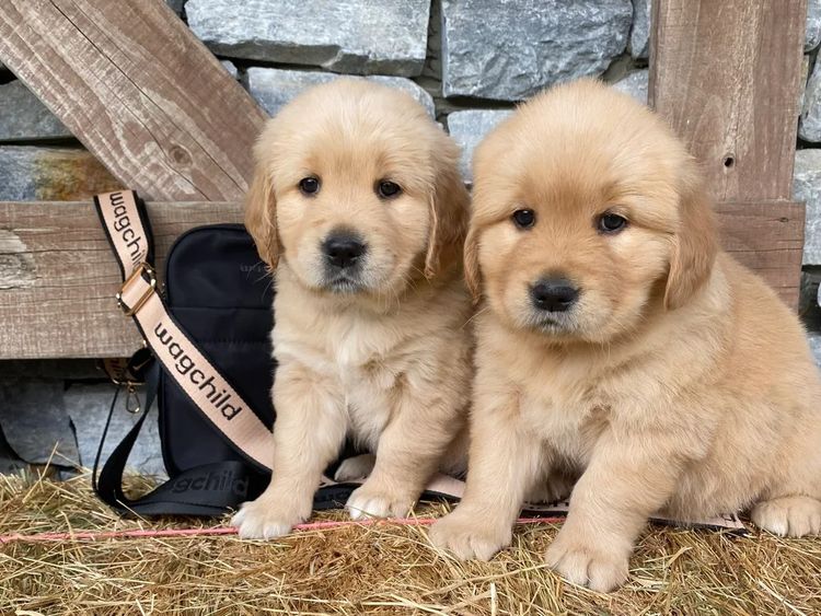 Willow Park Breeders Purebred Golden Retrievers